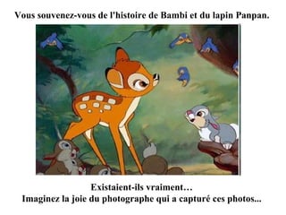 Vous souvenez-vous de l'histoire de Bambi et du lapin Panpan. Existaient-ils vraiment… Imaginez la joie du photographe qui a capturé ces photos... 