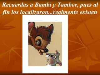 Recuerdas a Bambi y Tambor, pues al fin los localizaron...realmente existen 