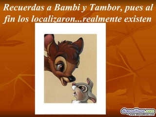 Recuerdas a Bambi y Tambor, pues al fin los localizaron...realmente existen 