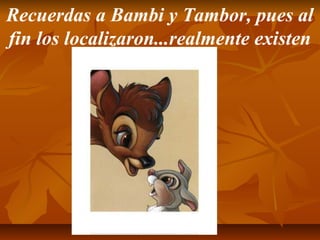 Recuerdas a Bambi y Tambor, pues al
fin los localizaron...realmente existen
 