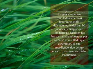 En esos momentos (que todos tenemos), recordar el ciclo de maduración del bambú japonés, y aceptar que –en tanto no bajemos los brazos-, ni abandonemos por no "ver" el resultado que esperamos, sí está sucediendo algo dentro nuestro: estamos creciendo, madurando.