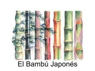 El Bambú Japonés 