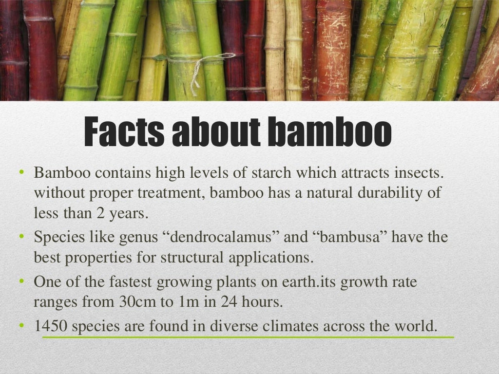 Bamboo