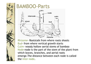 Bamboo | PDF