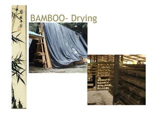 Bamboo | PPT