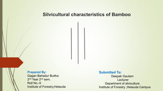 Silvicultural characteristics of Bamboo
Prepared By:
Gagan Bahadur Budha
2nd Year 2nd sem.
Roll No.-9
Institute of Forestry,Hetauda
Submitted To:
Deepak Gautam
Lecturer
Department of silviculture
Institute of Forestry ,Hetauda Campus
 