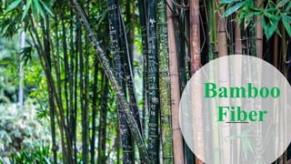 Bamboo
Fiber
 