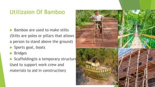 Utilizaion Of Bamboo
 Bamboo are used to make stilts
(Stilts are poles or pillars that allows a
a person to stand above the ground)
 Sports goal, boats
 Bridges
 Scaffolding(is a temporary structure
Used to support work crew and
materials to aid in construction)
 