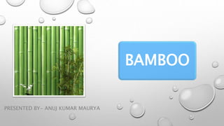 BAMBOO
PRESENTED BY- ANUJ KUMAR MAURYA
 