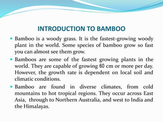INTRODUCTION TO BAMBOO
 Bamboo is a woody grass. It is the fastest-growing woody
plant in the world. Some species of bamboo grow so fast
you can almost see them grow.
 Bamboos are some of the fastest growing plants in the
world. They are capable of growing 60 cm or more per day.
However, the growth rate is dependent on local soil and
climatic conditions.
 Bamboo are found in diverse climates, from cold
mountains to hot tropical regions. They occur across East
Asia, through to Northern Australia, and west to India and
the Himalayas.
 