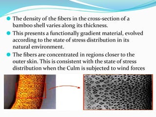 ⚫ The density of the ﬁbers in the cross-section of a
bamboo shell varies along its thickness.
⚫ This presents a functionally gradient material, evolved
according to the state of stress distribution in its
natural environment.
⚫ The ﬁbers are concentrated in regions closer to the
outer skin. This is consistent with the state of stress
distribution when the Culm is subjected to wind forces
 