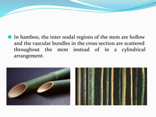 ⚫ In bamboo, the inter nodal regions of the stem are hollow
and the vascular bundles in the cross section are scattered
throughout the stem instead of in a cylindrical
arrangement.
 