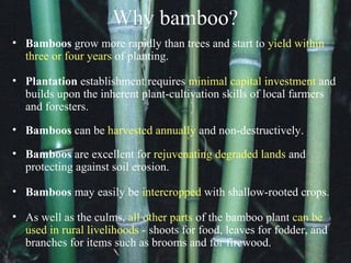 Bamboo Products | Bamboo Charcoal | PPT
