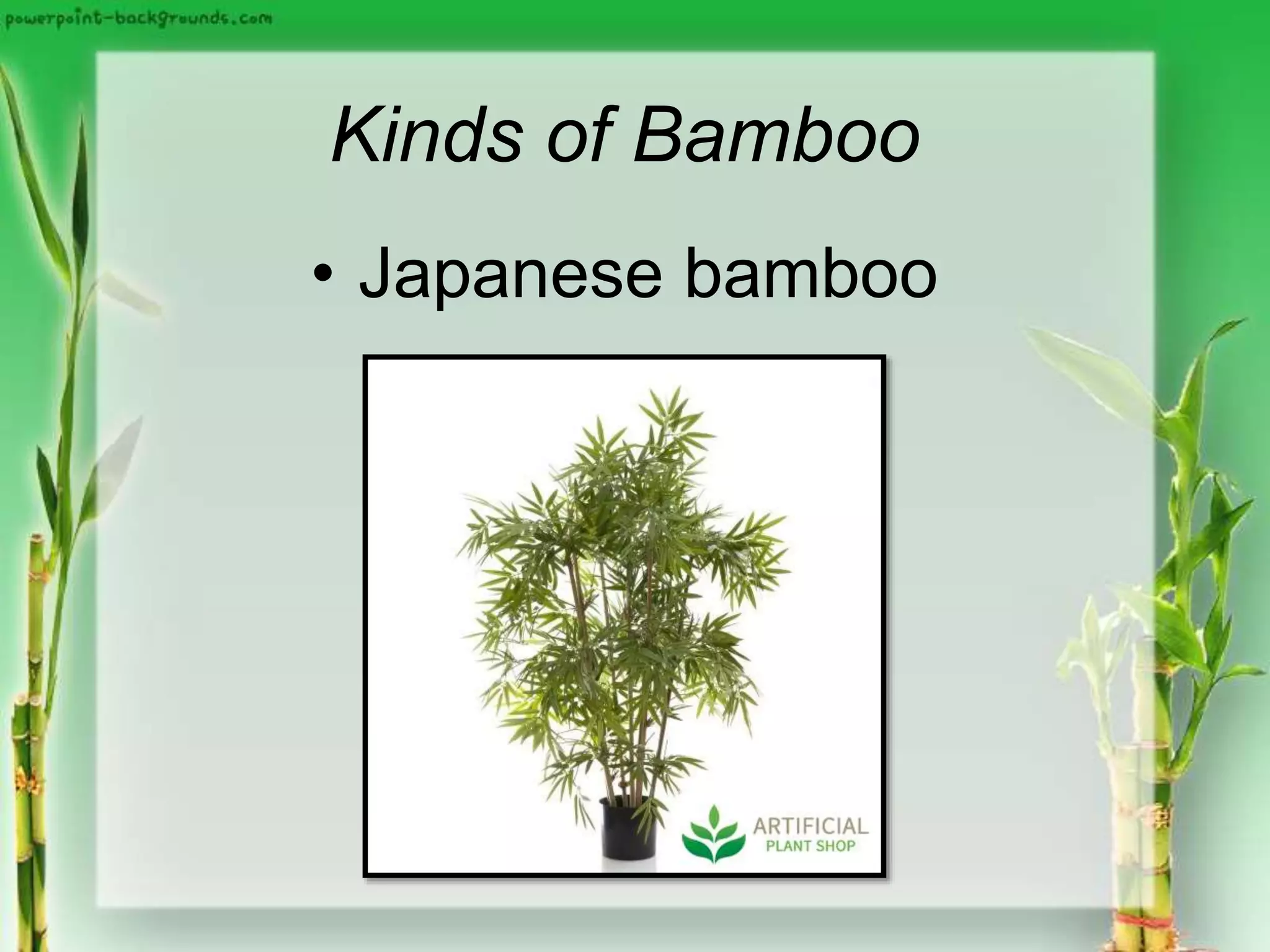 Kinds of Bamboo
• Japanese bamboo
 