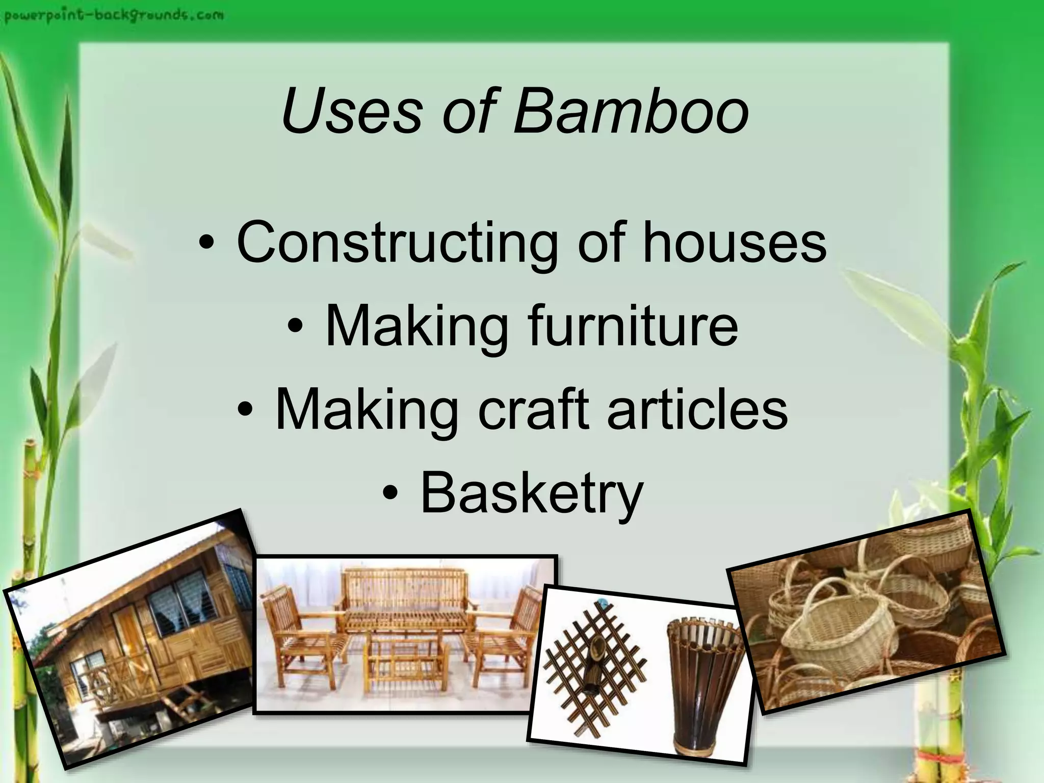Uses of Bamboo
• Constructing of houses
• Making furniture
• Making craft articles
• Basketry
 