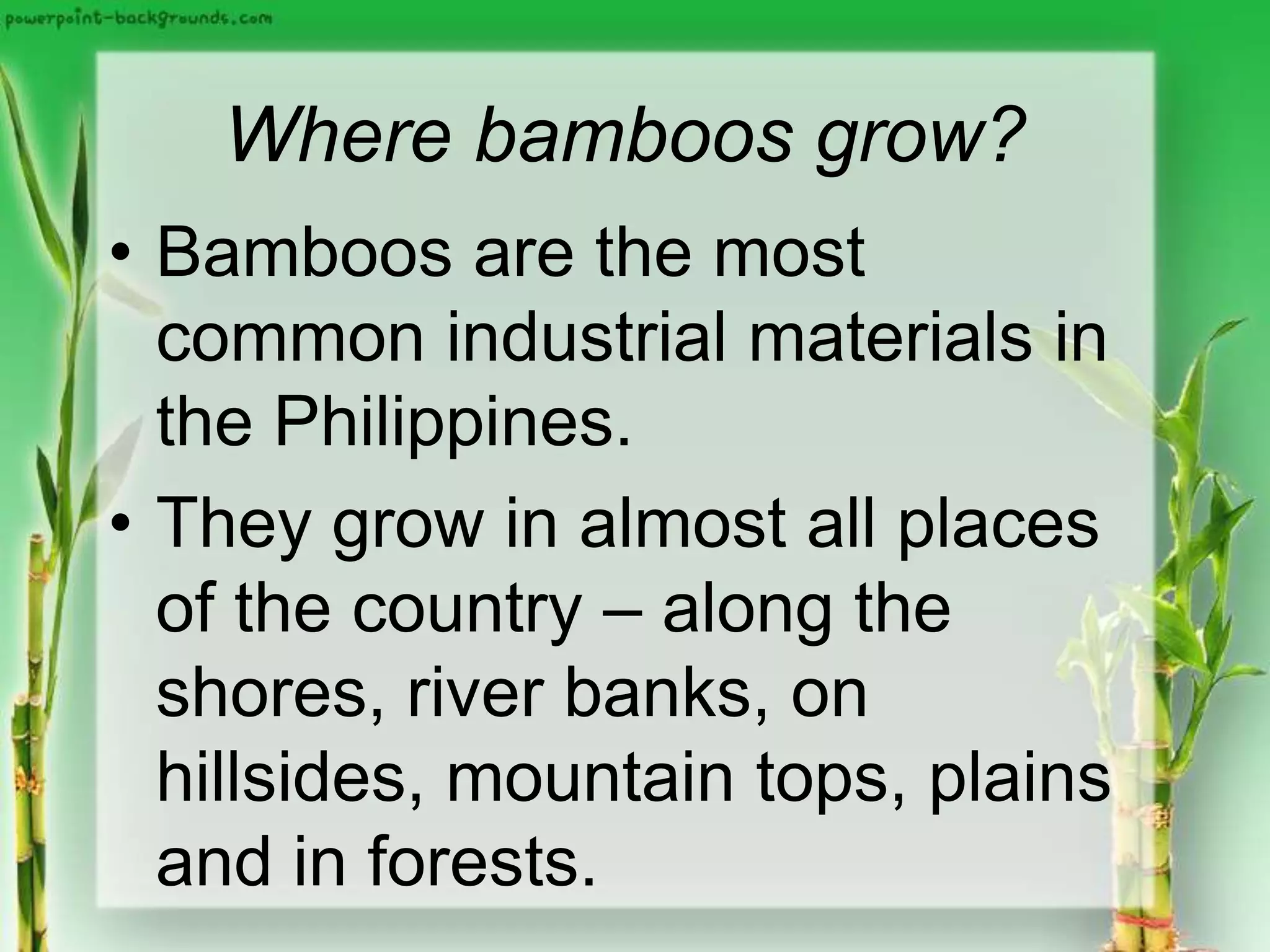 Where bamboos grow?
• Bamboos are the most
common industrial materials in
the Philippines.
• They grow in almost all places
of the country – along the
shores, river banks, on
hillsides, mountain tops, plains
and in forests.
 