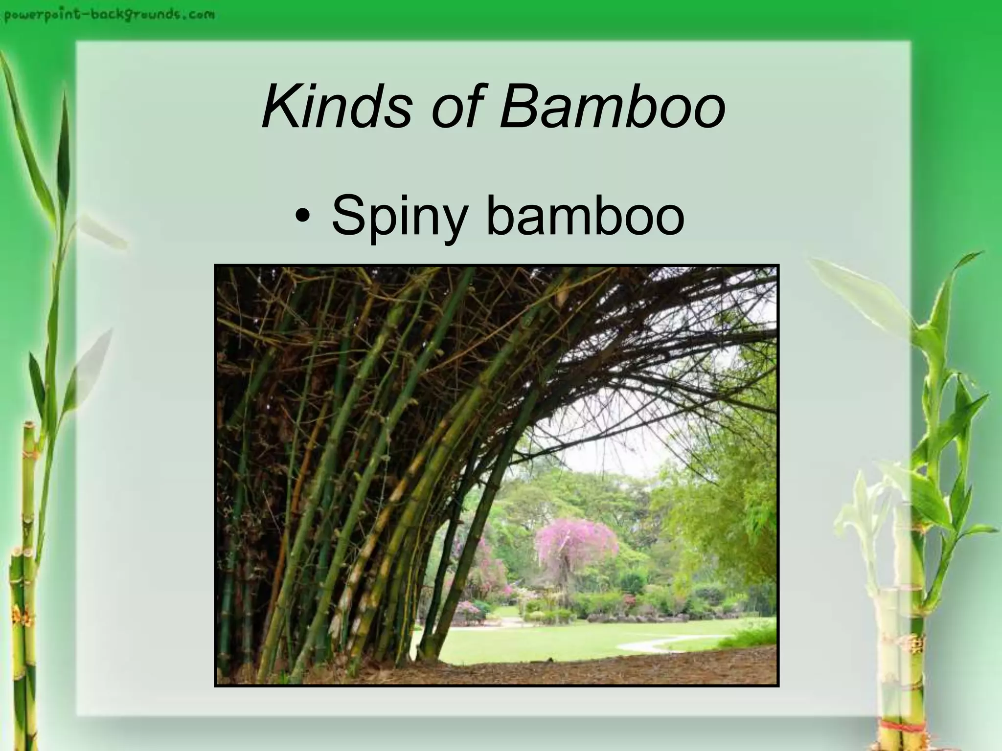 Kinds of Bamboo
• Spiny bamboo
 
