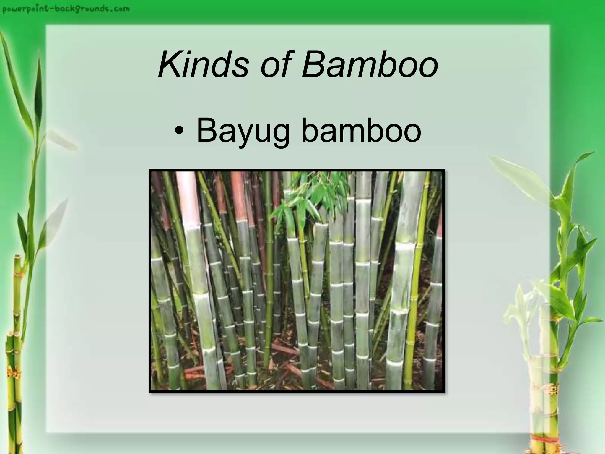Kinds of Bamboo
• Bayug bamboo
 