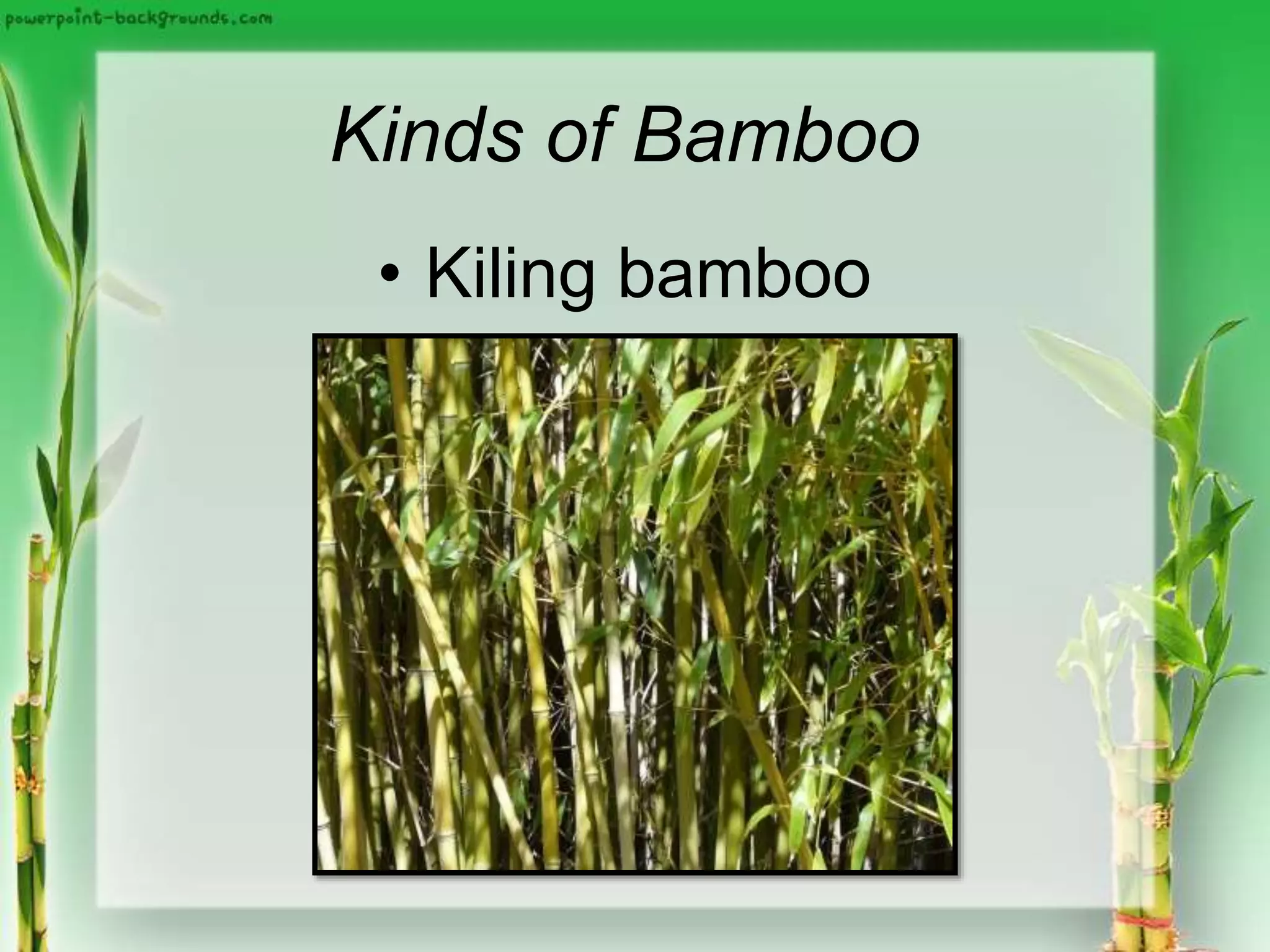 Kinds of Bamboo
• Kiling bamboo
 