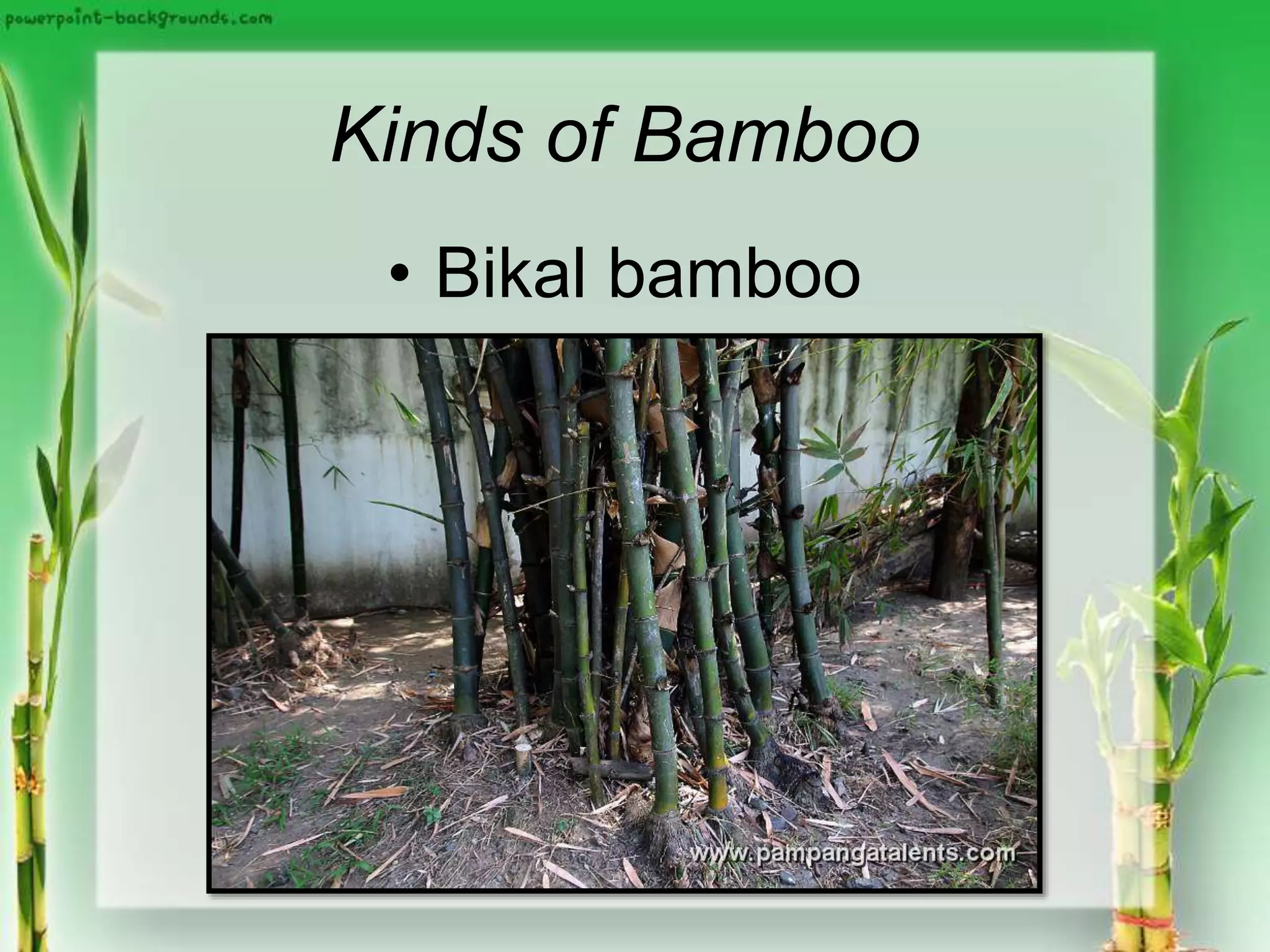 Kinds of Bamboo
• Bikal bamboo
 