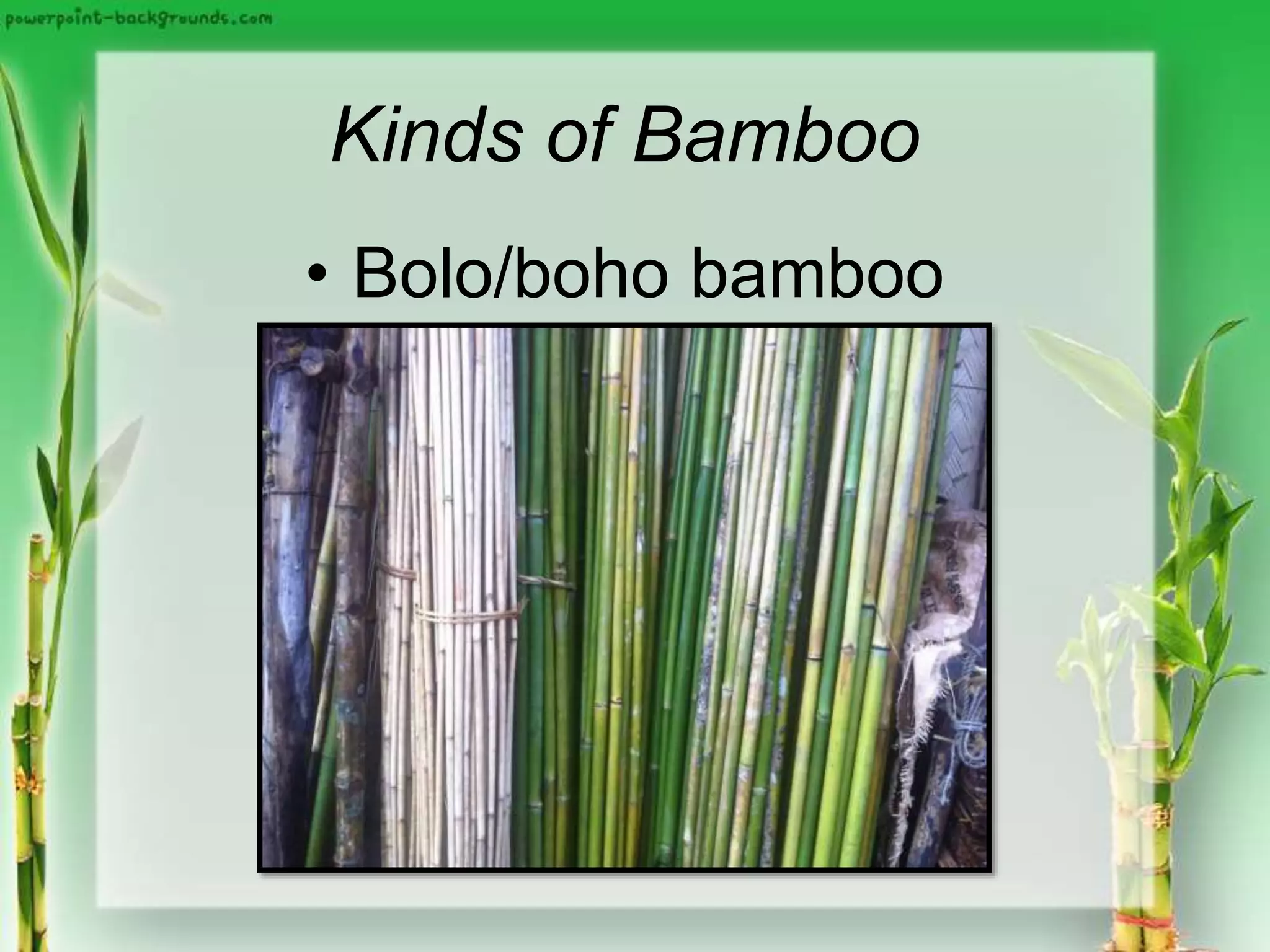 Kinds of Bamboo
• Bolo/boho bamboo
 