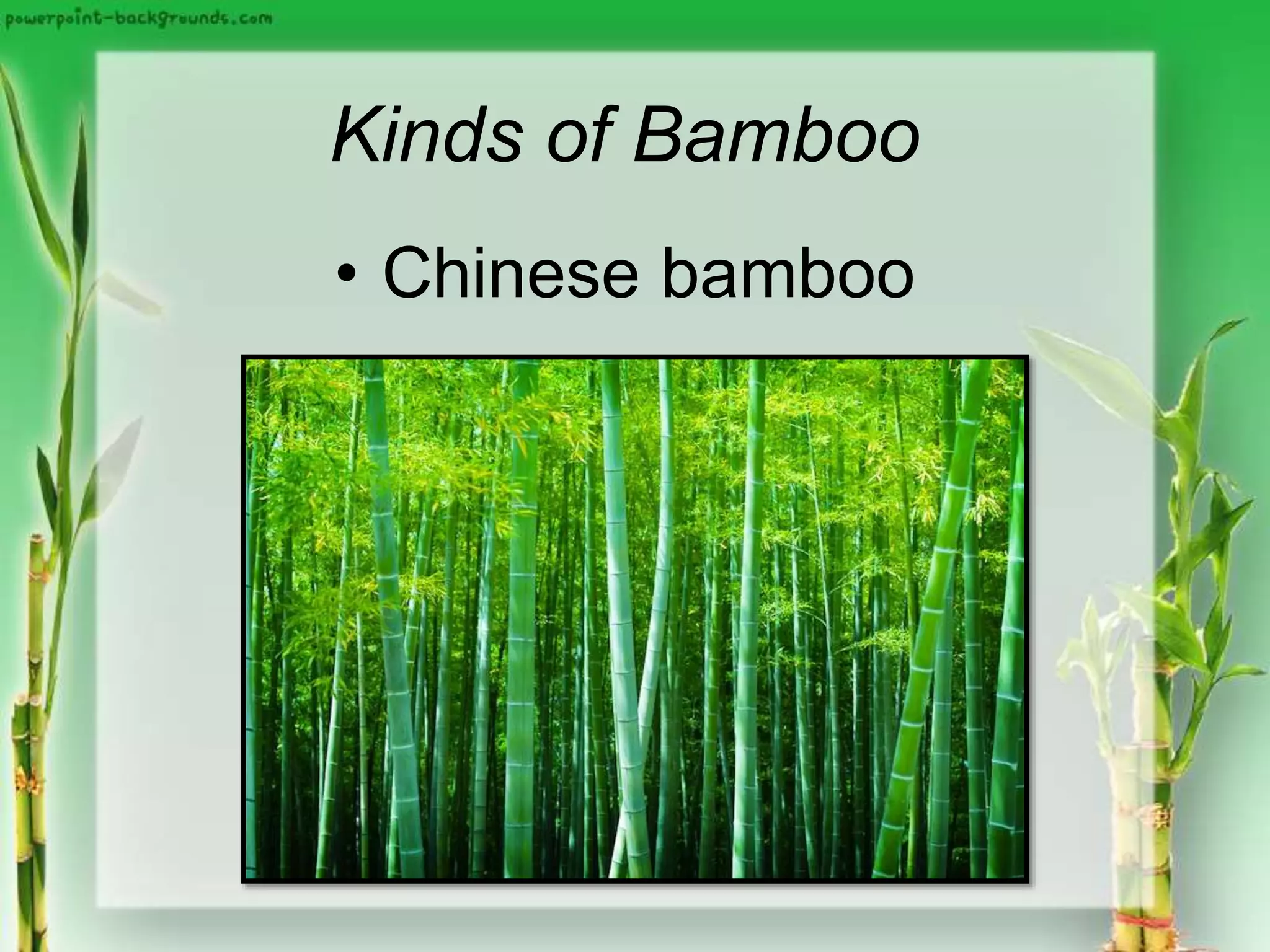 Kinds of Bamboo
• Chinese bamboo
 