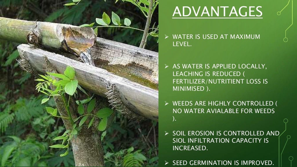 Bamboo drip irrigation