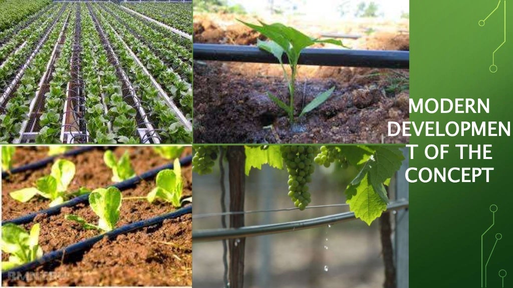 Bamboo drip irrigation