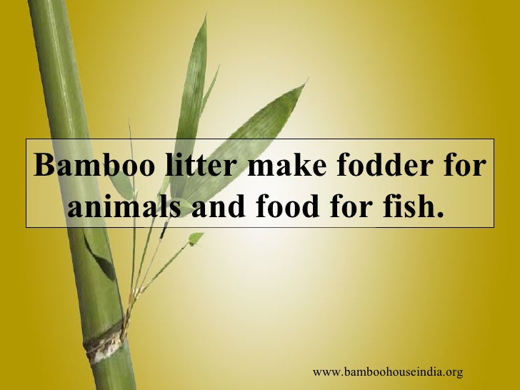 Bamboo Facts