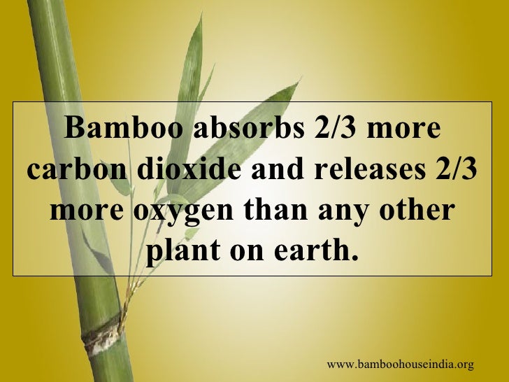 Bamboo Facts