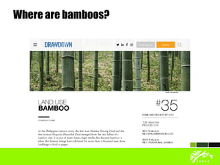 Where are bamboos?
 