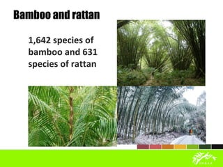 Bamboo and rattan
1,642 species of
bamboo and 631
species of rattan
 