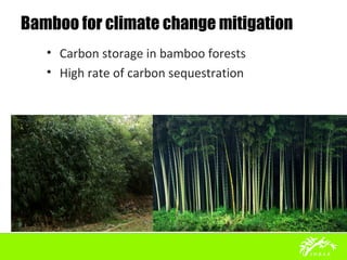 Bamboo for climate change mitigation
• Carbon storage in bamboo forests
• High rate of carbon sequestration
 