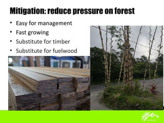 Mitigation: reduce pressure on forest
• Easy for management
• Fast growing
• Substitute for timber
• Substitute for fuelwood
 