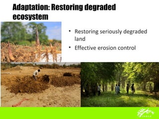 Adaptation: Restoring degraded
ecosystem
• Restoring seriously degraded
land
• Effective erosion control
 