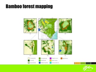 Bamboo forest mapping
 