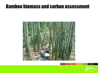Bamboo biomass and carbon assessment
 