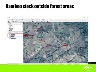 Bamboo stock outside forest areas
 