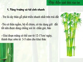 Bamboo - People - Environment