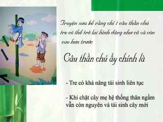 Bamboo - People - Environment