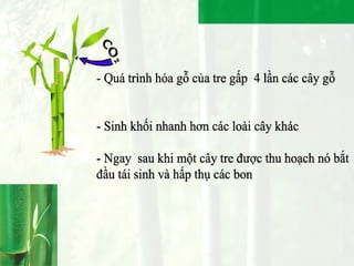 Bamboo - People - Environment