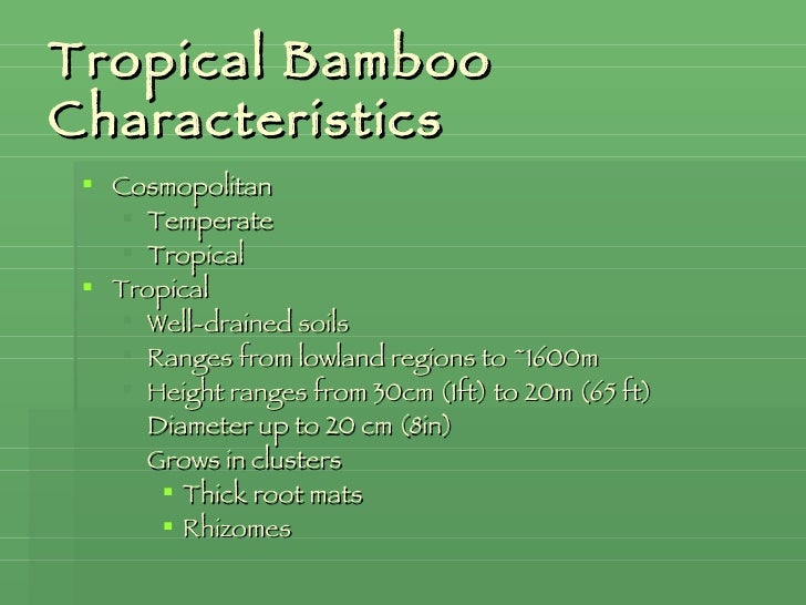 Bamboo