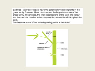 Bamboo (Bambuseae) are flowering perennial evergreen plants in the
grass family Poaceae. Giant bamboos are the largest mem...