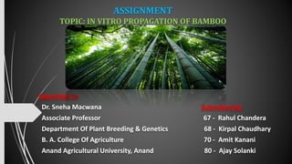 ASSIGNMENT
TOPIC: IN VITRO PROPAGATION OF BAMBOO
Submitted to
Dr. Sneha Macwana Submitted by
Associate Professor 67 - Rahul Chandera
Department Of Plant Breeding & Genetics 68 - Kirpal Chaudhary
B. A. College Of Agriculture 70 - Amit Kanani
Anand Agricultural University, Anand 80 - Ajay Solanki
 