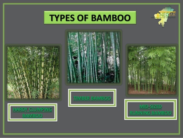 Bamboo Products Www Nectar Org In