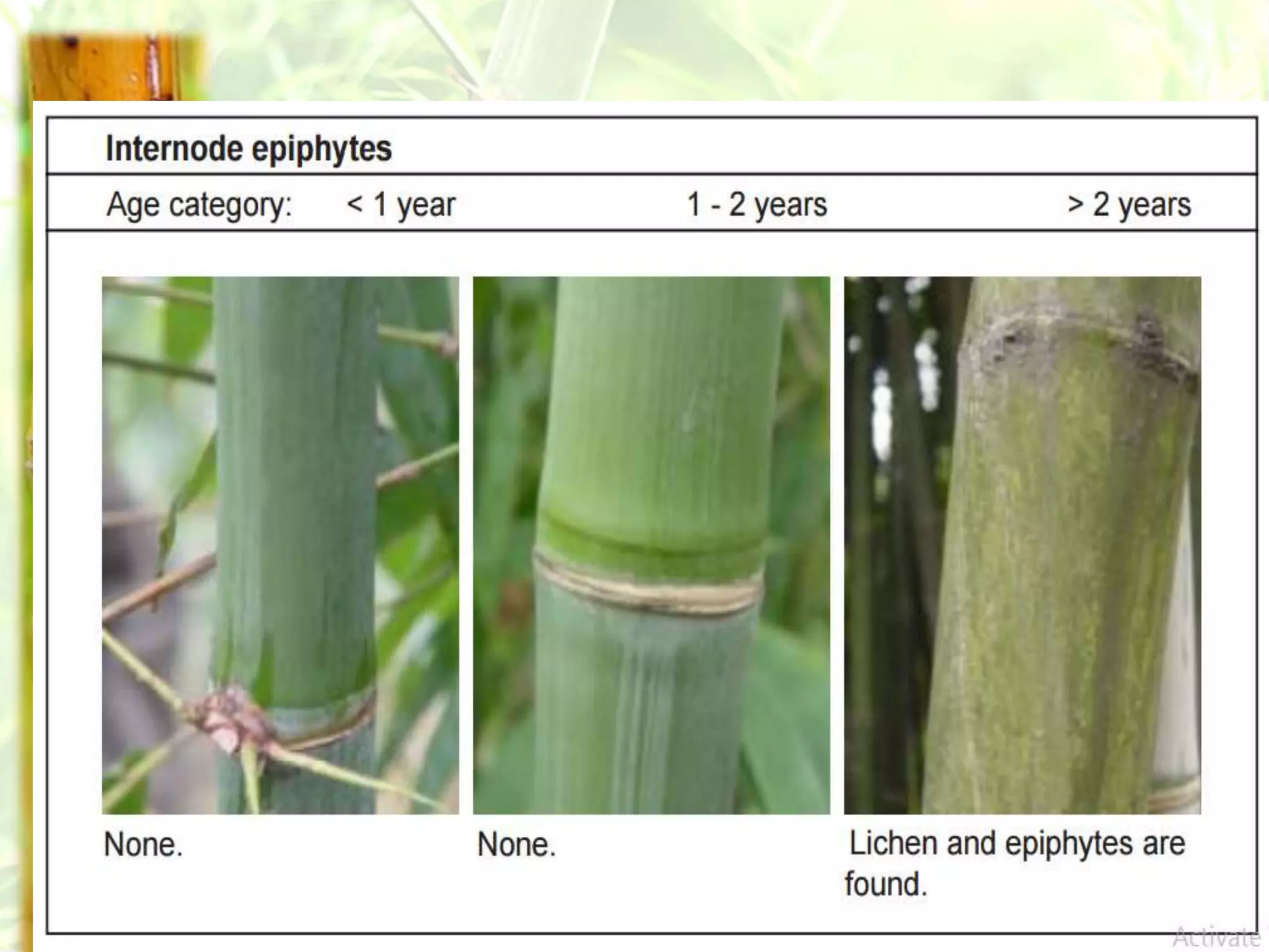 Bamboo Propagation.ppt