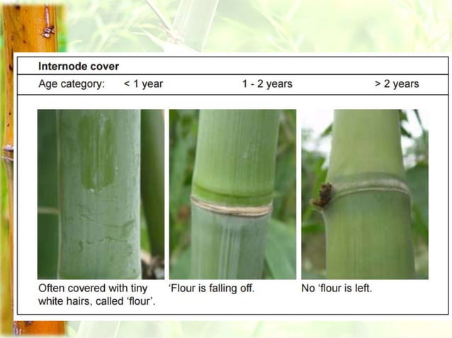 Bamboo Propagation.ppt | Gardening | Home & Garden