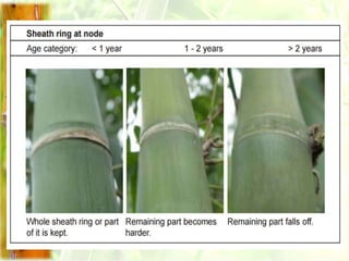 Bamboo Propagation.ppt