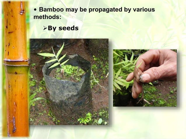 Bamboo Propagation.ppt | Gardening | Home & Garden