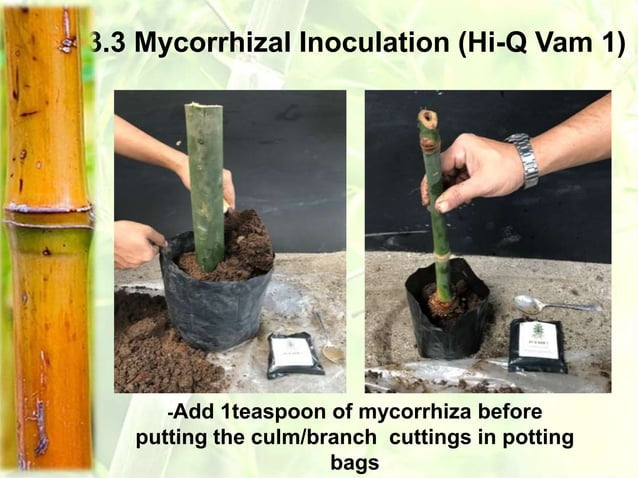 Bamboo Propagation.ppt | Gardening | Home & Garden